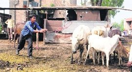 An MC worker tries to catch cattle at Bapu Dham. 