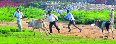 Municipal Corporations cattle catching drive under way at Vikas Nagar in Chandigarh on Saturday. 