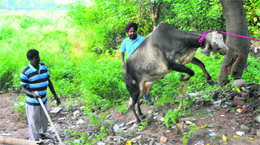 Clockwise from top: MC workers catch a stray animal at Vikas Nagar; cattle being loaded on to a truck; doctors examine the impounded animals at a cattle pound in Industrial Area, Phase I, Chandigarh; and the staff at work on Saturday.
