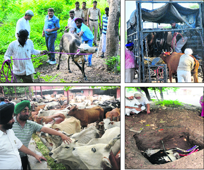 A cow died after falling into a pit dug up by workers of a telecom company in Phase XI of Mohali on Saturday. 