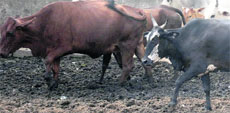 Gaushalas in other cities have refused to accommodate bulls.