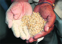Insect-infested grains.