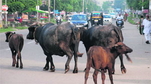 Stray cattle on a road at Sector 20 in Panchkula; and (below) at Sector 17.