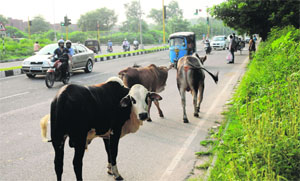 Stray cattle on the road adjoining the Police Lines in Sector 26, Chandigarh.