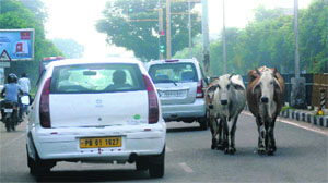 Cows roam about on a road in Phase II, Mohali.
