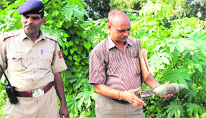 A member of a bomb disposal squad examines the artillery shell that was found near Sargodha Society in Sector 50, Chandigarh, on Sunday. 