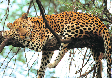 Leopards face a grave threat in the Thunag area of Mandi district, as the fear of man-eaters has gripped the area.