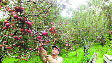 A farmer in his orchard points at a tree which has apples but no leaves.