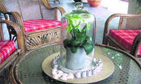 A dish plant.