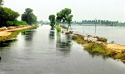 An overflowing drain at Midda village in Muktsar district
