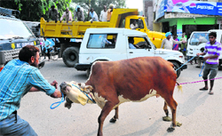 MC staff impound a cattle at the Industrial Area, Phase II, Chandigarh, on Monday. Tribune Photo: S Chandan