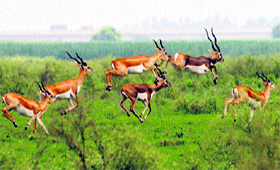 A group of black bucks are seen sprinting away near the Yamuna belt in Amritpur Khurd village in Karnal.