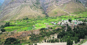Apple orchards flourish at Gushal village in Lahaul. 