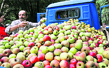 A farmer loads apples in a mini-truck at Mashobra near Shimla