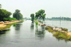 An overflowing drain at Midda village in Muktsar district. A Tribune photograph