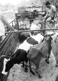 Cattle being shifted in a truck to Barsana in UP from Chandigarh on Thursday.