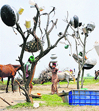 A poor shepherd woman walks towards her makeshift home on the bank of the Yamuna in Amritpur village of Karnal