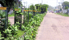 Wild growth along the poorly maintained SIDCO road at Samba.