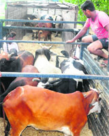 Cattle being shifted in a truck to Barsana in UP from Chandigarh. 