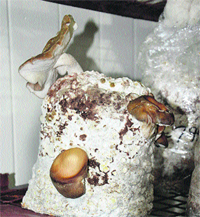 The Shitake mushrooms grown on salix woods.
