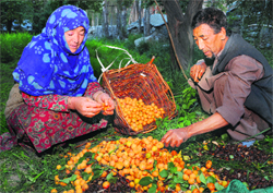 A couple sifts through apricots for final packaging in an orchard at a village in Kargil. Tribune Photo: Amin War