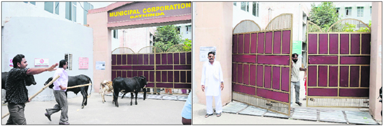 Residents of Paras Ram Nagar force the entry of cattle inside the office of the Municipal Corporation in Bathinda on Thursday; employees of the corporation try to close the gate to prevent the stray cattle from entering the premises.