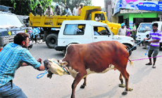 MC workers try to catch stray cattle in Chandigarh. 