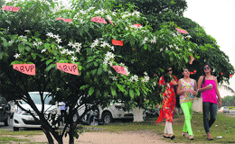 ABVP stickers pasted on a tree on the campus