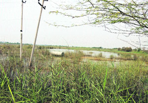 A view of agriculture land affected by waterlogging and salinity at Banmandori in Fatehabad. 