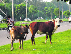A file photo of stray cattle