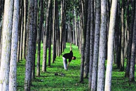 IN LAP OF NATURE: A man exercises on the outskirts of Srinagar early Tuesday morning
