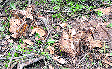 Trees that have been axed at the site to facilitate movement of vehicles