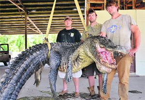 A Mississippi Department of Wildlife shows (L-R) Cole Landers, Dustin Bockman, and Ryan Bockman (brother of Dustin) with their record-setting alligator weighing 330 kg and measuring 13 feet. They caught it from the Mississippi river.  Reuters