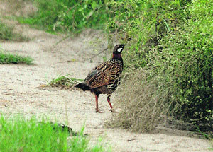 The state bird of Haryana, Black Francolin (male), found in the forest area of Kurlan village in Karnal. 