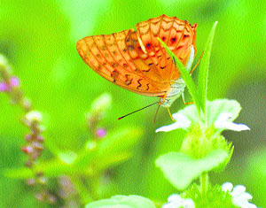 A tiger butterfly draws nectar from a flower. 