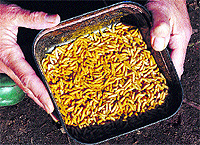 An important part of the forensic entomologists job is to be able to name the precise species found on a body