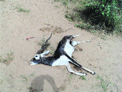 The dead blackbuck at Badopal village in Fatehabad.