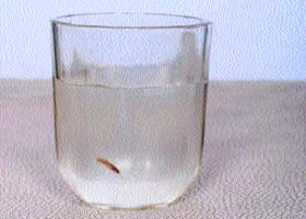 Seen in picture is a live fish which had flowed into a glass tumbler at Dhaanotu village in Sundernagar