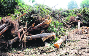 Trees kept at a Sector 23-based nursery, which were cut by MC staff at the multi-level parking site in Sector 17. These trees will be auctioned later. 