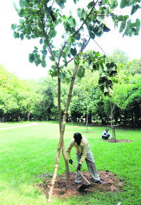 MC workers replant trees at Shanti Kunj, Sector 16. 