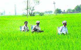 Workers spray pesticides on paddy crop in Kurlam village in Karnal.