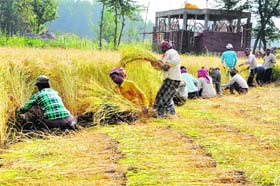 Labourers harvest paddy crop in Srinagar on Monday