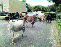 A traffic jam due to stray animals on a highway in Palampur. 