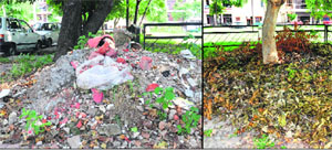 Debris; and (right) dry leaves lying near a park in Phase VII.
