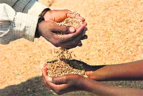 Modern storage facilities must be constructed on priority, in the absence of which food security will face a serious threat