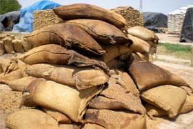 Foodgrains continue to rot even as millions go hungry