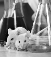 Dr Serranos team carried out the genetic therapy on mice and found that it waspossible to create embryonic cells within their bodies. 