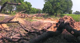 Trees that were felled to widen the Bathinda-Barnala road lie along the roadside.