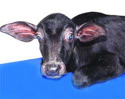 Cloned calf Purnima