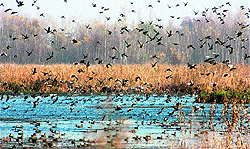 Migratory birds at the Hokersar wetland in north Kashmir